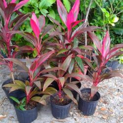 Ti Plants 