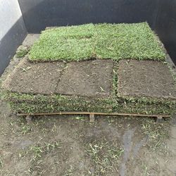 St Augustine Sod