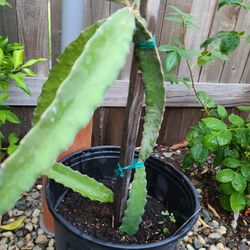Dragon Fruit Plant 