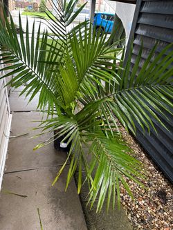 Potted Palm Tree Plant