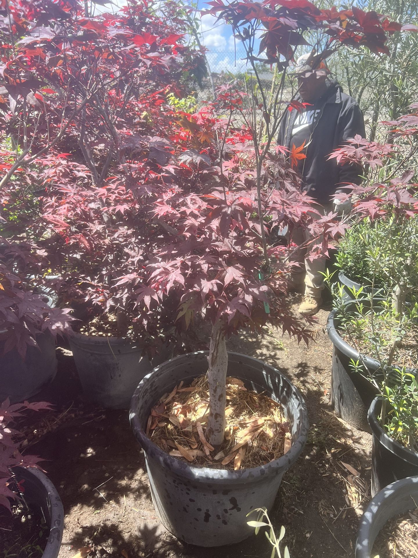 Japanese Maple ( Bloodgood )