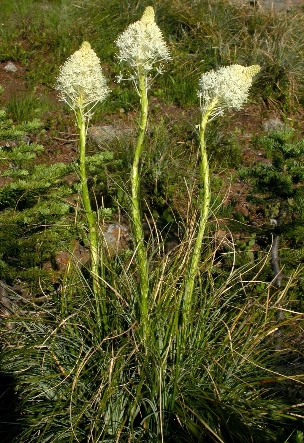 Native Beargrass Plants —