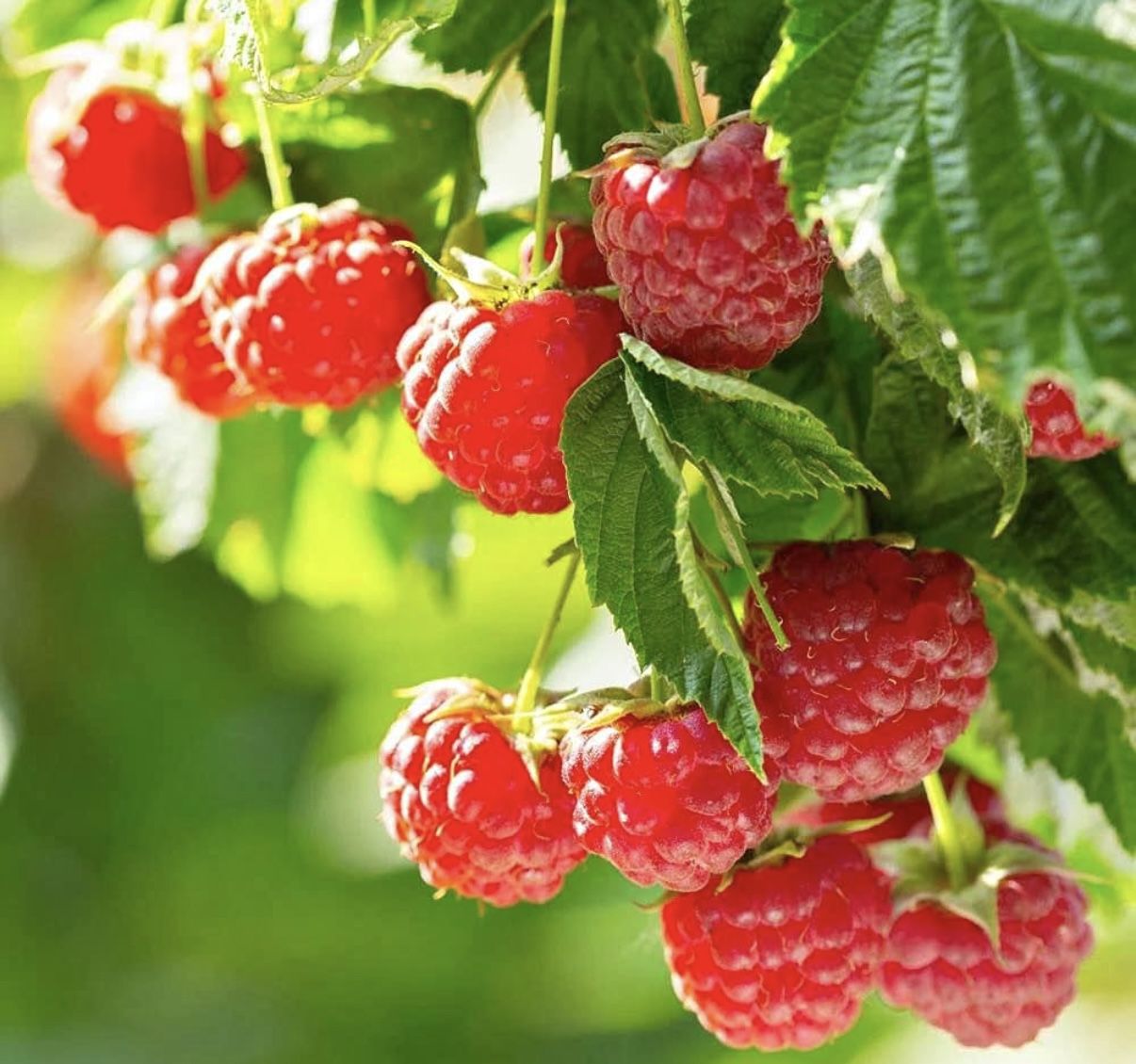 Raspberry Plants