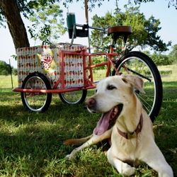 Restored Vending Tricycle 