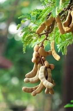 Tamarind Tree