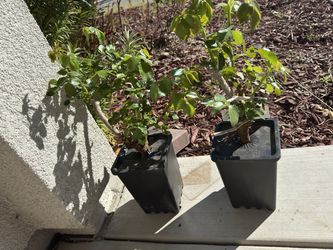 Famous Eden climber plant