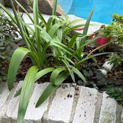 Ajuga, Amarylli-red, Moon Flower 