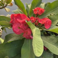 Planta De Corona De Cristo Flor Jumbo , En Maceta De 5 Gallone