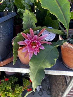 Selling Plants And Succulents