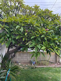 Plants