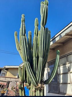 Probian apple cactus