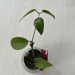 HOYA ACUTA IN 4” POT