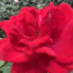 Rosal Mr   Limcon grande en Maceta  de Plastico grande 25 dolates