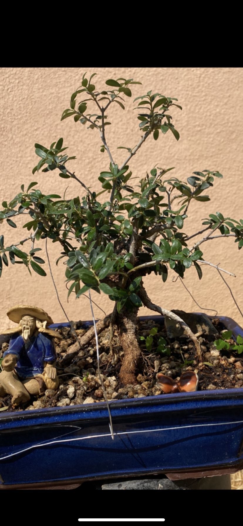 Bonsai Olive Tree $85 Roots Are Exposing Eight Years Old