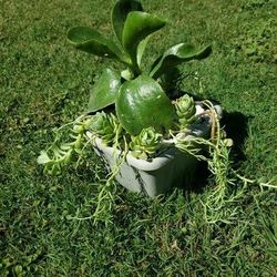 Succulents