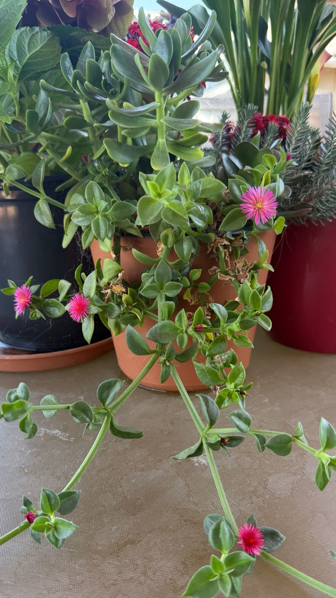 Pink Flower Blooming Succulent