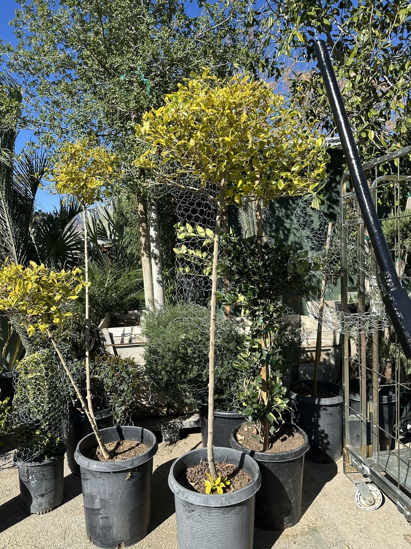 Duranta Varigated Topiary Bonsai Tree