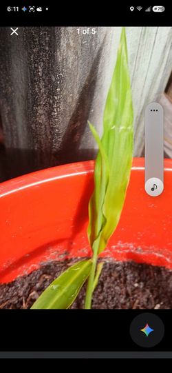 Ginger plants (edgewater fl 32132 )