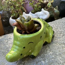 🐊 🔥 Cute Crocodile Planter W Succulent Plant 🪴 