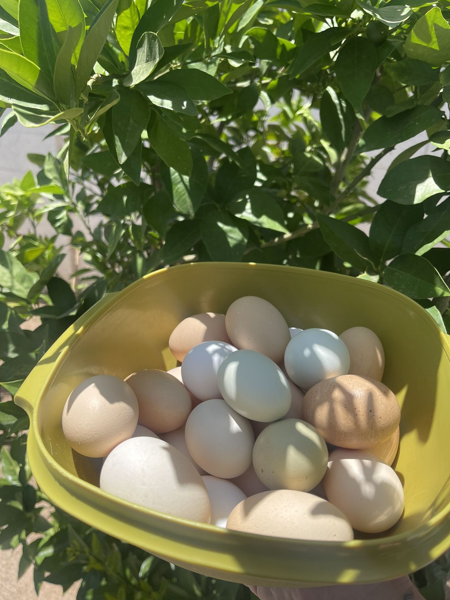 Eggs