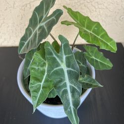 Alocasia Amazonica Plant in grey ceramic pot 🪴