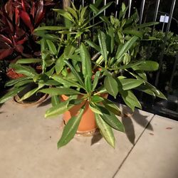 Free Large Green Plumeria Plant Pick Up Between 10-12 Pm Only Read Description 