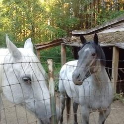 Horse Tack Saddles Bridles Everything You Need For A Horse
