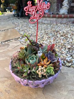 Mother’s Day Succulent arrangement