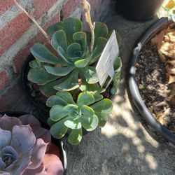succulents 