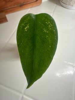 Monstera Devil Monster GRADE A
