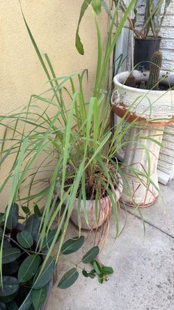 Grande Lemon grass planta de limón