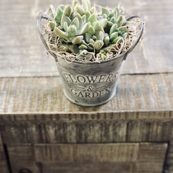 Super Cute Succulent