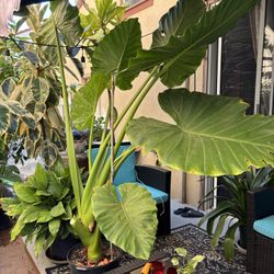 Giant Elephant Ear Plant
