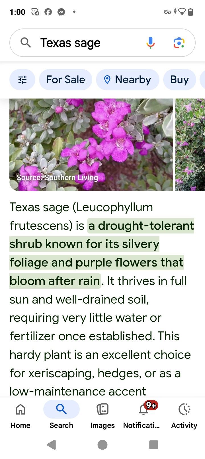 Texas Sage Plants