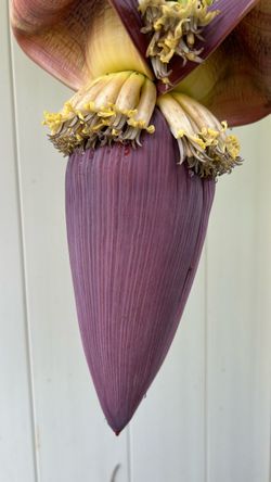 FREE 1BANANA FLOWER