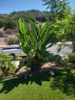 Giant Bird Of Paradise Plant