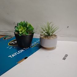 Artificial Succulents