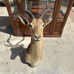 Impala Taxidermy