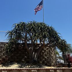 ALOE TREE BARBERAE BAINESII