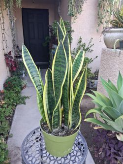 Sensaveria Laurentii "Snake " Plant $28