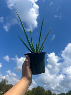 Aloe plants