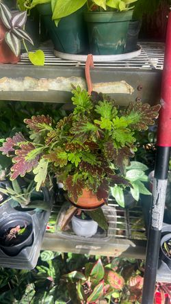 Coleus under the sea 3”
