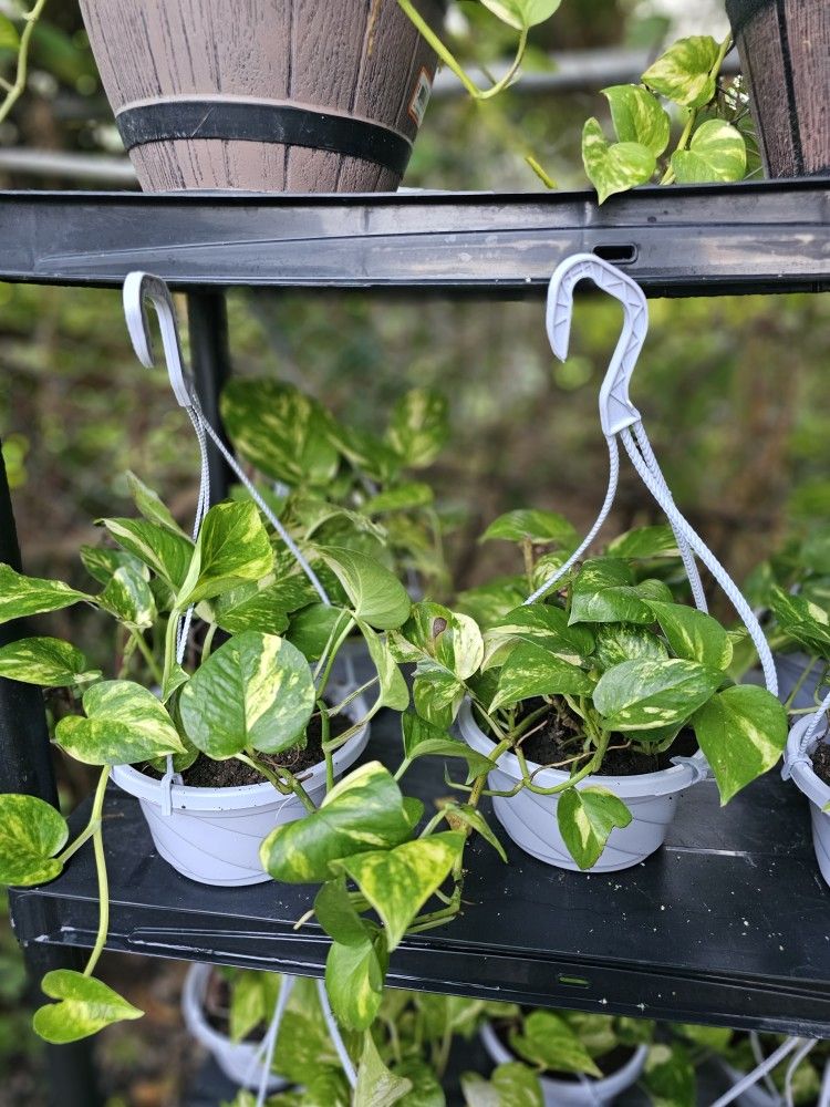Plantas Naturales