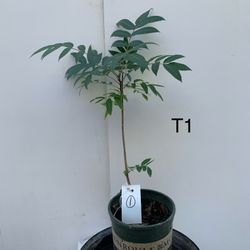 T1- Toon Tree 香椿樹