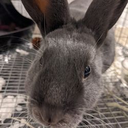 Havana bunny hotsell for sale
