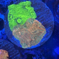 Two Tone Chalice Display Decor