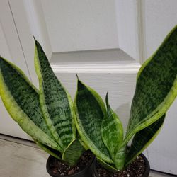🌿Healthy Live Air Purifying Houseplant Mother In Law Tongue Or Snake Plant In Pot 4" ~ Easy To Grow
