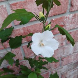 Rose Of Sharon Plant 