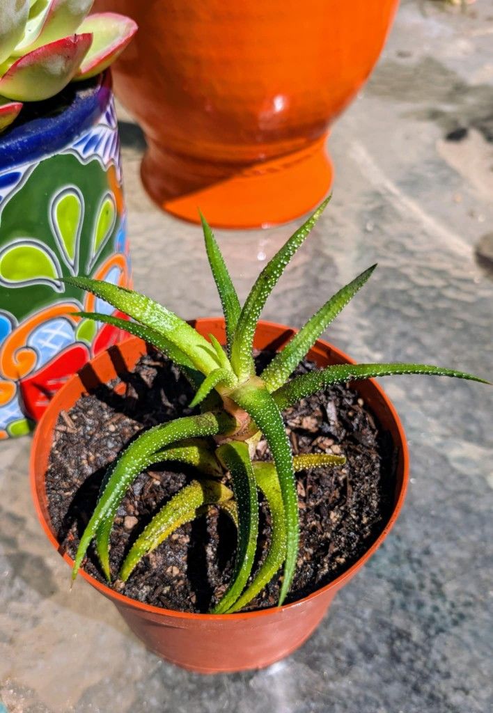 Succulent 