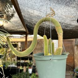 Monkey Tail Cactus 🌵 